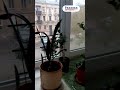 Видео превью