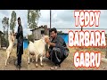 Vlog 734 RARE ANTIQUE TEDDY BARBARA BUY IT IF YOU CAN MOHSIN KHAN