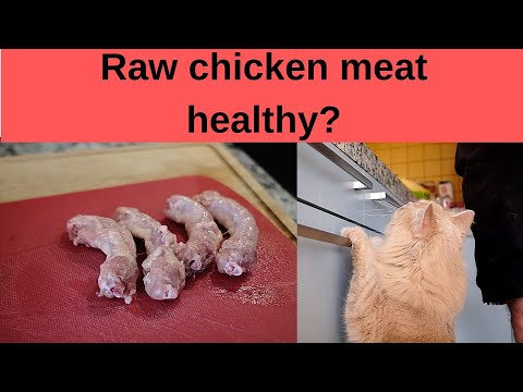 Can your cat eat raw chicken? Chicken necks served for dinner