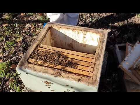 Genomgång av övervintrad bikupa