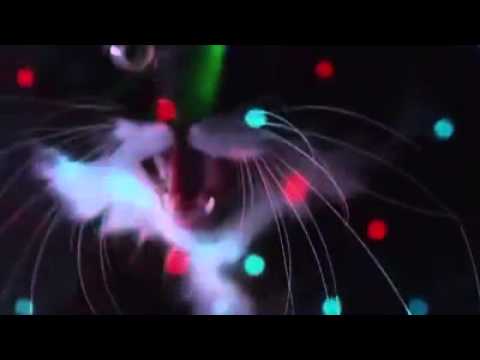 La discoteca dei gatti!!!!!!