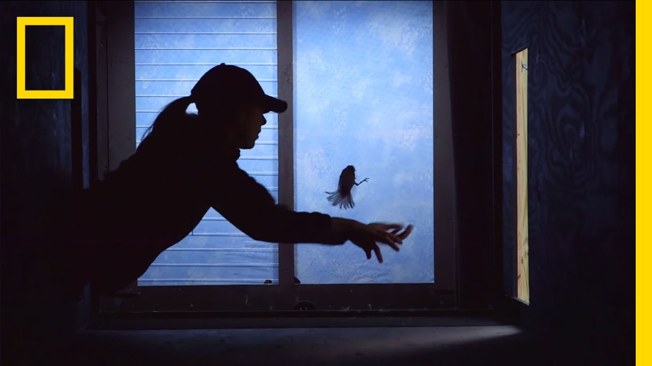 Video: Can We Stop Millions of Birds From Crashing Into Windows?
