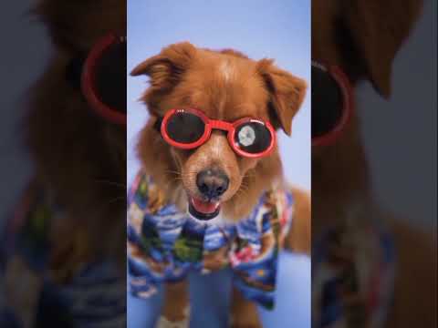 funny dog#video #viral #shorts #viralvideo