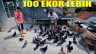 Download lagu RATUSAN !! KOLEKSI MERPATI AJI SANGAR LANGIT mp3