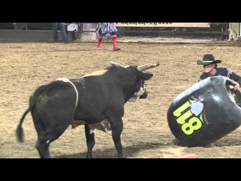 Spanish Fork Rodeo Bull Fighter...Barrel Hit