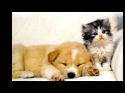 Cachorros, animais otimos e fieis