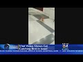 Trending Cat Catches Bird
