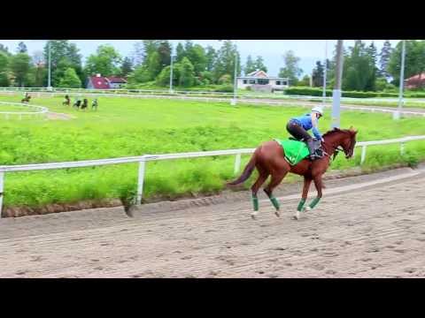 being an NP Horse FinalWEB