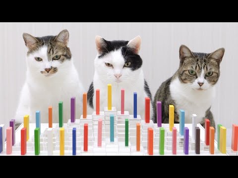 Cats and Domino 2