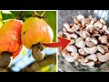 കശുവണ്ടി പരിപ്പ് വീട്ടിലുണ്ടാക്കാം Cashew Nut processing
