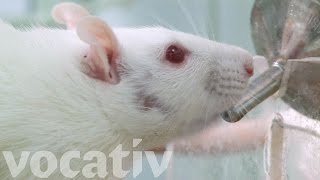 Stressed-Out Rats Have A Drinking Problem