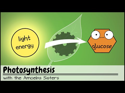 YouTube video about: When a plant performs photosynthesis it behaves as a?