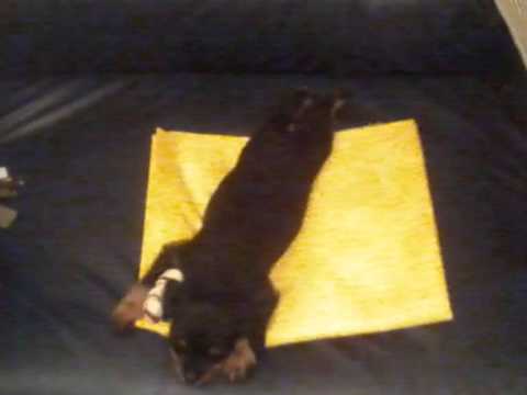 Dj furax Vs Redshark - Supersaw (yumi et tania)