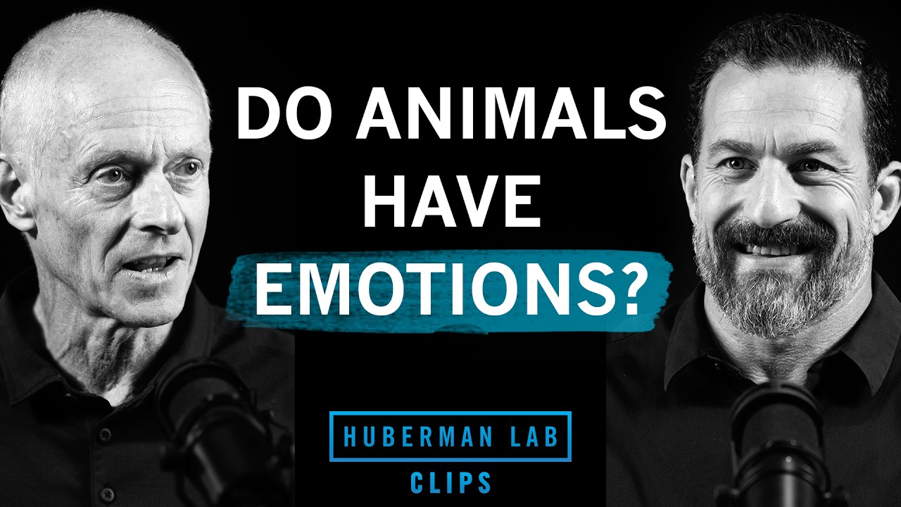 Do Animals Have Real Emotions? | Dr. Ralph Adolphs & Dr. Andrew Huberman