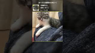 おっさんの股間に懐く子猫