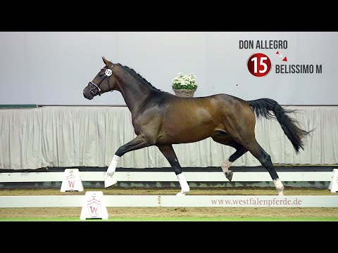 Westf. Hauptkörung Reitpferdehengste 2020:15 Don Allegro - Belissimo M - Sir Schölling
