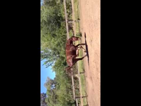 Rebel fox trotter 2013-b