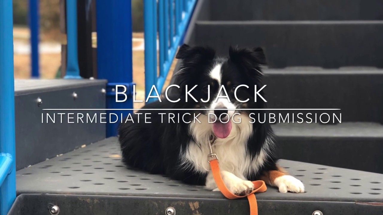 Blackjack - Intermediate Trick Dog