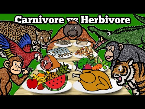 Carnivore vs Herbivore Animals | Learn What Animals Eat In The Rainforest | Jungle Animals