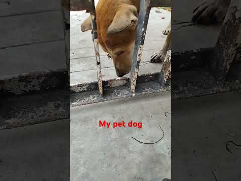 My pet dog