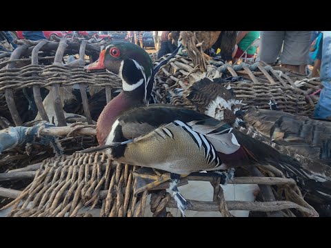 Aves diferentes na feira da Vila do jerimum Taquaritinga do Norte-PE a melhor da região 26/04/2026 