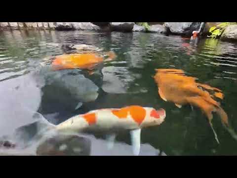 Hồ Koi được bàn giao 3 năm 