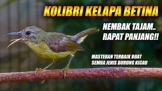 Download lagu KOLIBRI KELAPA BETINA GACOR FULL NEMBAK PANJANG - MASTERAN KORLAP WICEH MANGGAR BETINA GACOR NGECRET mp3