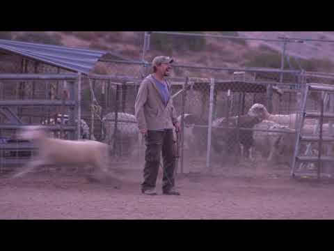 download lagu mp3 mp4 David Lee Roth Dog, download lagu David Lee Roth Dog gratis, unduh video klip David Lee Roth Dog