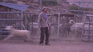 David Lee Roth Rocks the Flock with Herding Dogs | Video