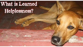 Learned Helplessness - Experiment History