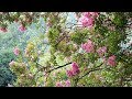 Mark Knopfler-Wild Mountain Thyme