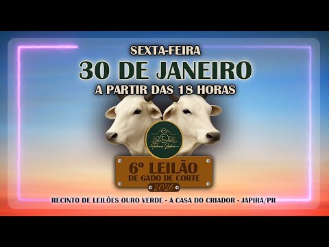 6° Leilão de Gado de Corte - 2026 | Talismã Leilões | Sexta-Feira - 30/01 - 18h | Japira - PR