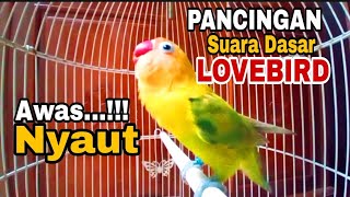 Download lagu Pancingan Dasar Suara Lovebird Paud Balibu Gacor Ampuh Bikin Nyaut Burung Lovebird Lain mp3