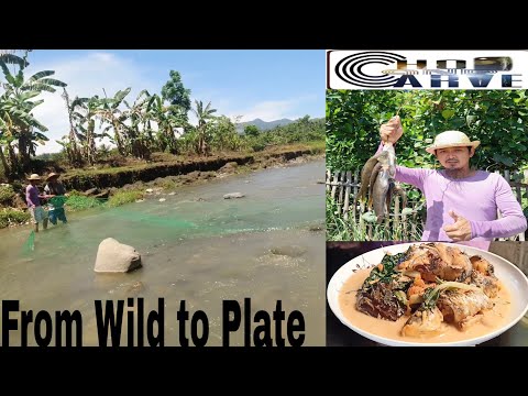 Malalaking Karpa sa Malawak na ilog