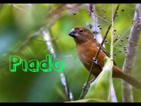 Fêmea de Curió para foguear macho