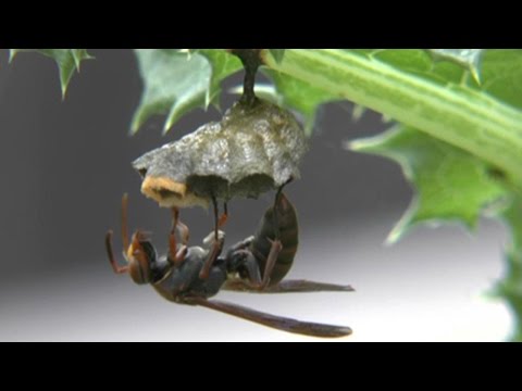 蜂蘭、オフリス蜂、オフリス アピフェラ