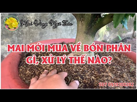 Cây mai mới mua về trồng bón phân gì? Xử lý thế nào cho đúng?
