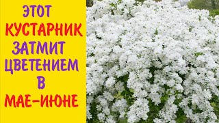 ПОСАДИТЕ этот КУСТАРНИК в САДУ! Он затмит цветением весной!ЭКЗОХОРДА