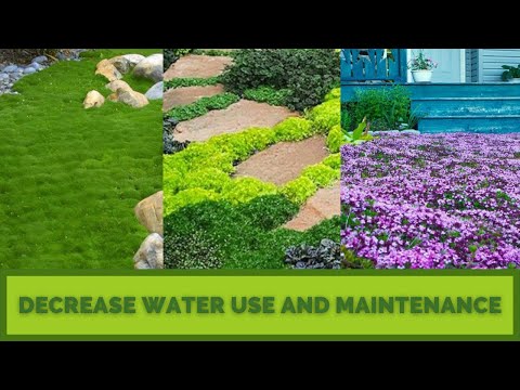 LAWN SUBSTITUTES AND GROUND COVERS | Ditch the Grass for an Easier Landscape