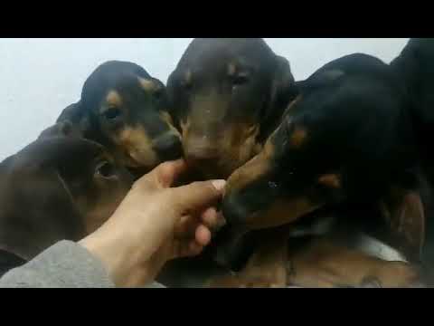 Ari, Buzira, Flower, Hakima, Jura, Cado, Don und Endy - Hundegarten Serres e.V.