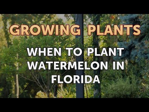 How to Nurse a Dying Ivy Plant Back to Life