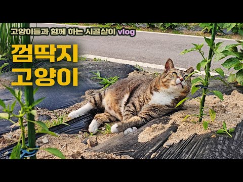 개냥이? 껌딱지 고양이! /고양이들과 함께 하는 시골살이