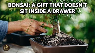 Beginner Bonsai Series - Chapter 5: Surprising Benefits of Bonsai You May Not Know