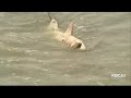 Bacteria Kills Great White Shark Beached In Santa Cruz