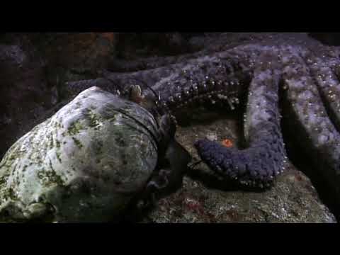 Molluscs - Pycnopodia Chases Abalone