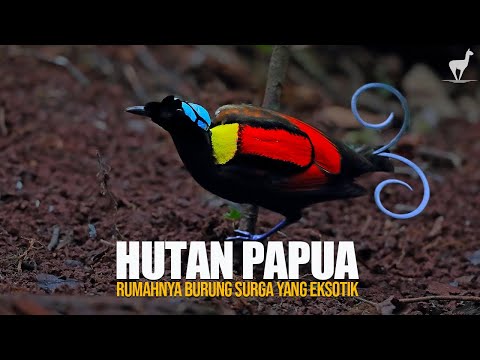 Papua's Forests: Home to Birds of Paradise and Exotic Fauna