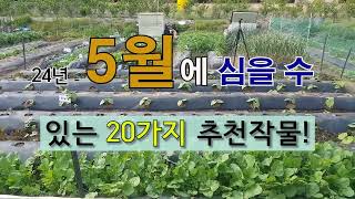 5월에 심을 수 있는 20가지 추천 작물! #주말농장 #5텃밭 가꾸기 #필레오TV.