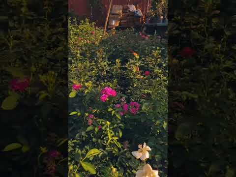 "Mesmerizing Macro: Close-Up of Stunning Rose Blooms 🌹"