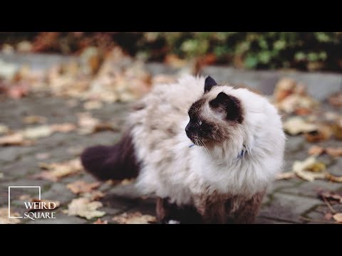 INTERESTING FACTS on birman | is thought to be a close relation of the popular Burmese cat
