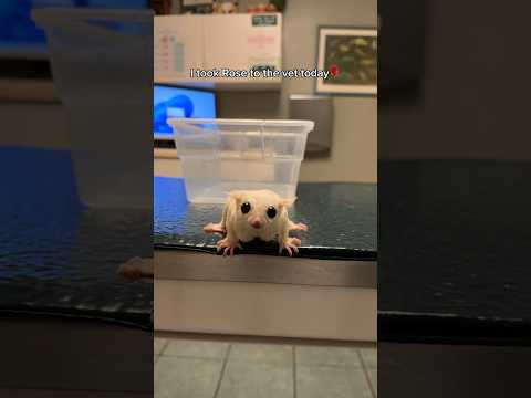 Rose might have a calcium deficiency :( but its okay we’ll get her feeling better #shorts